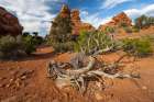 The Windows, Arches National Park, Utah, USA. Art Print